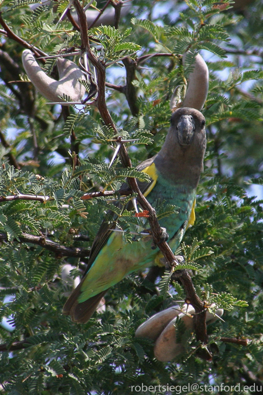 botswana